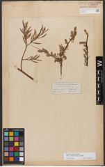 Foto von Salix wilhelmsiana M. Bieb.